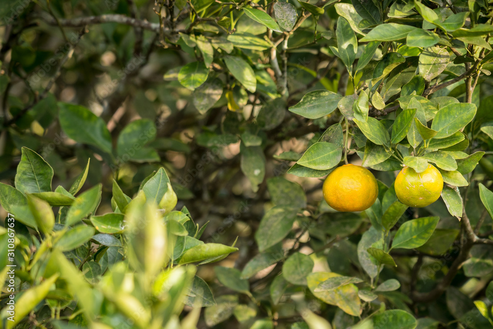 Close Up of tangerine tree
