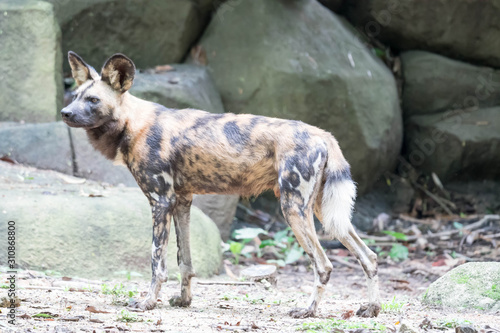 African Wild Dog in the Bush and Game Reserves. African painted wild dog  Lycaon pictus  against green background