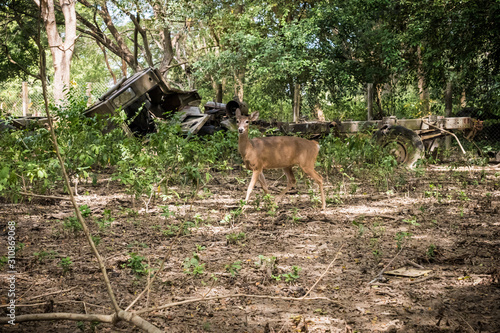Little deer in natural reserve