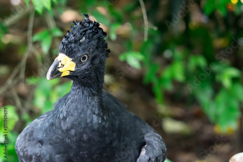 Male Bare-faced Curassow  Crax Fasciolata  close-up portrait  it is a species of bird in the family Cracidae  Mato Grosso Do Sul  Brazil close-up portrait