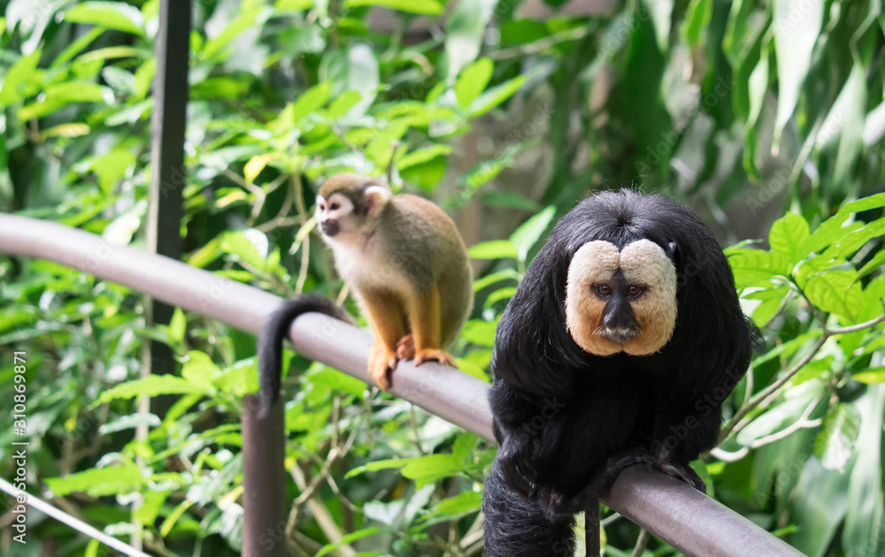 Fototapeta premium White-faced/Guianan saki monkey (Pithecia pithecia)