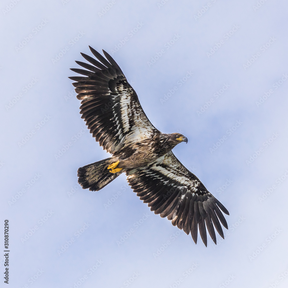 Obraz premium Young Bald Eagle (haliaeetus leucocephalus) showing the downside of the plumage