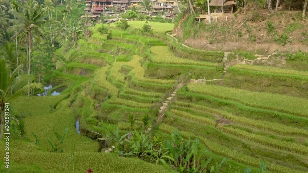 View of Tegalalang Rice Terrace, Bali View of Tegalalang Rice Terrace, Bali