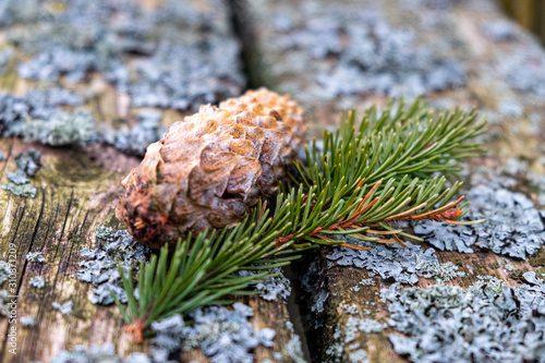 fir cone and fir branch on old wooden board with moss