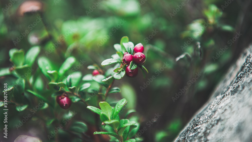 Obraz premium Lingon