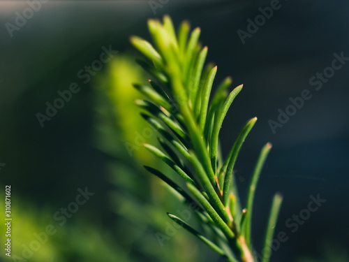 closeup of a plant