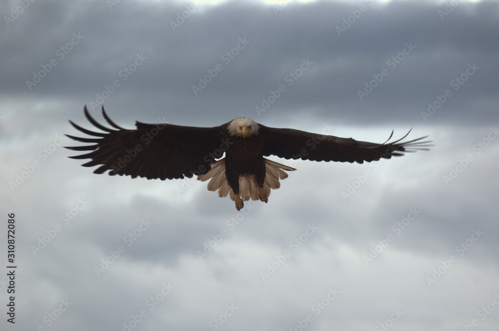 Obraz premium orzeł