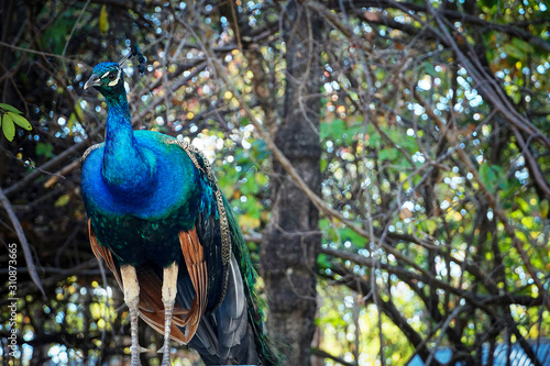 Male Indian peacock or Indian peafowl