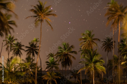 sunset in starry sky with palm trees