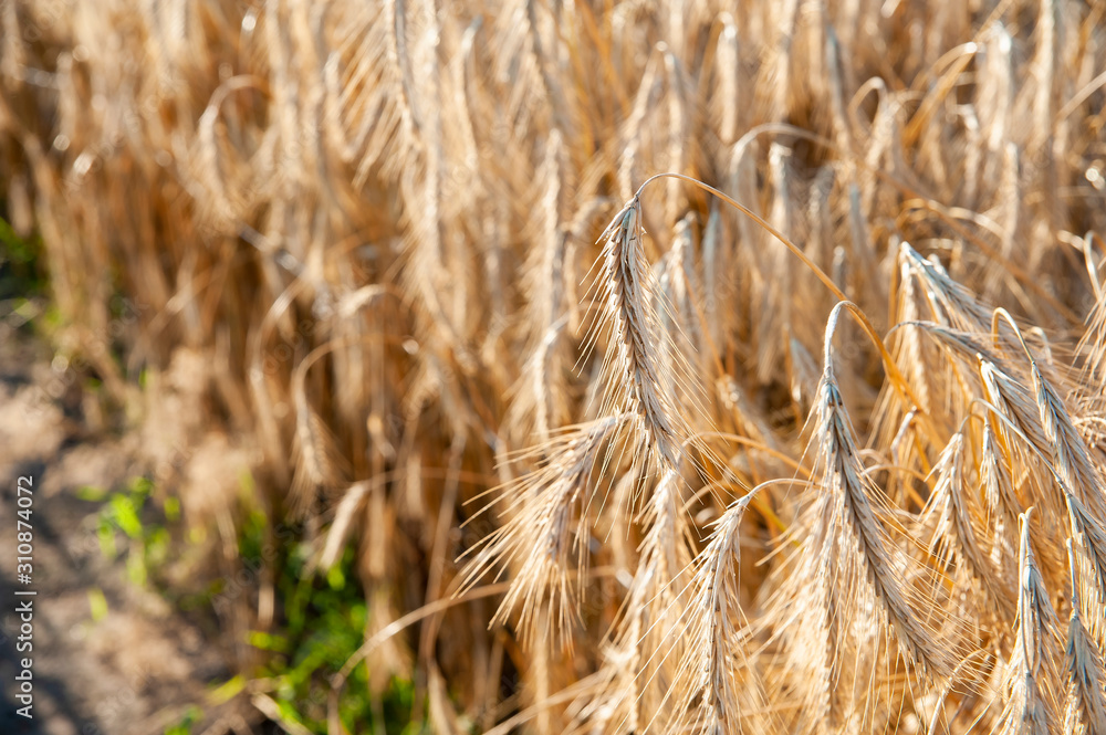 Fototapeta premium Natural organic wheat ripening on the field
