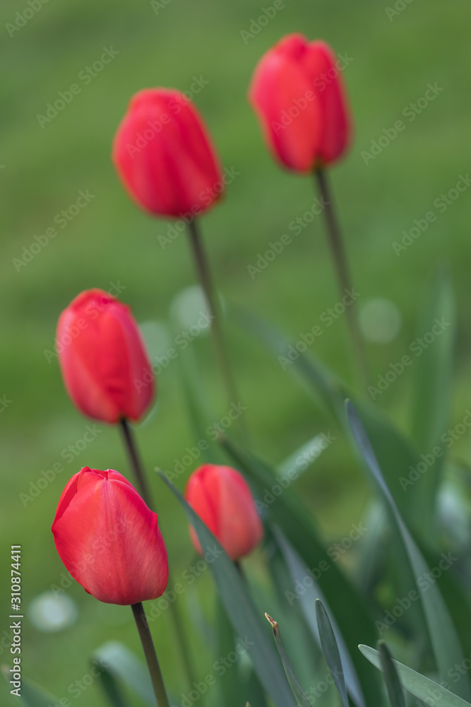 Rote Tulpen