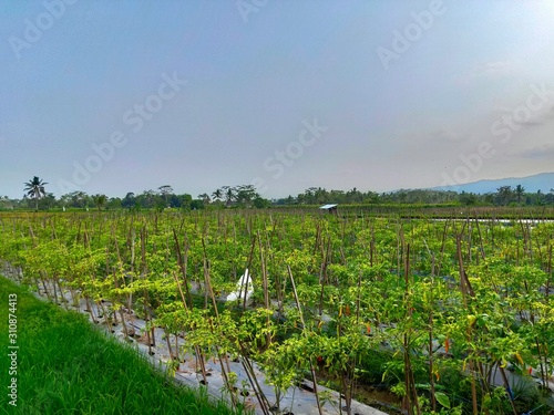 pemandangan tanaman cabai dengan suasana yang alami dan sejuk photo