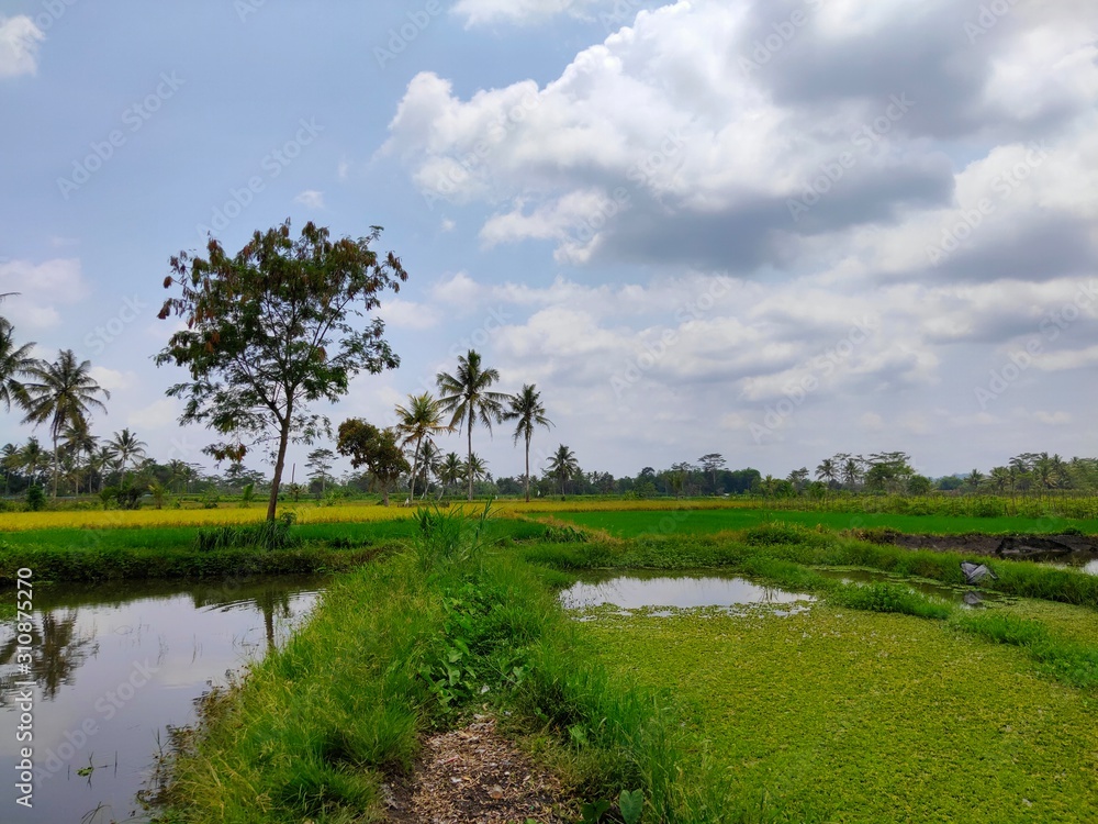 pemandangan pematang sawah yang alami indah dan sejuk