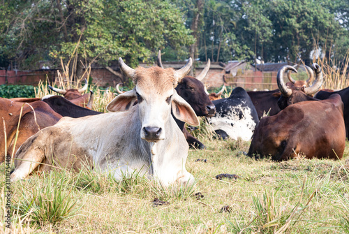 herd of beautiful Indian sacred humpback zebu cows graze and rest in a meadow © anantaradhika