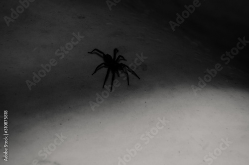 Black and white photo with spider silhouette