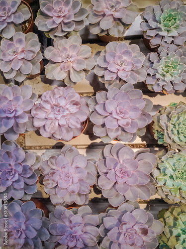 Brightly colored echeveria agavoides succulent house plants. Abstract close up from Crassulaceae family. Horizontal closeup photo with top view. Multi-colored acrylic paints for postcards.  photo