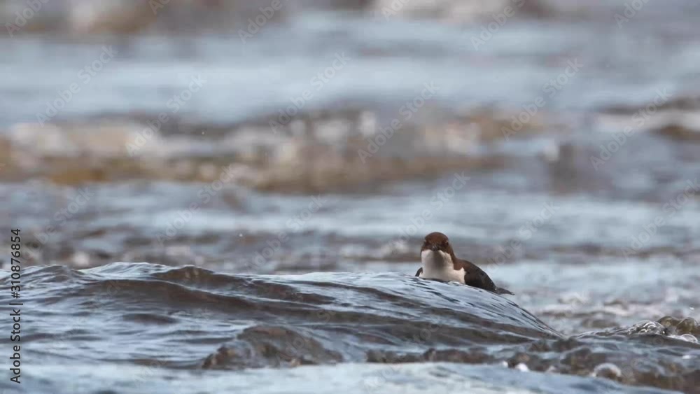 Dipper searching for food in river Usk Dipper searching for food in river Usk