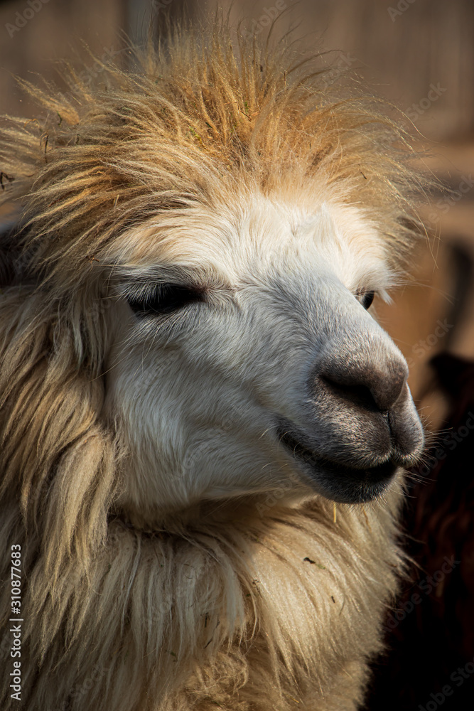 Alpaca Alpaca