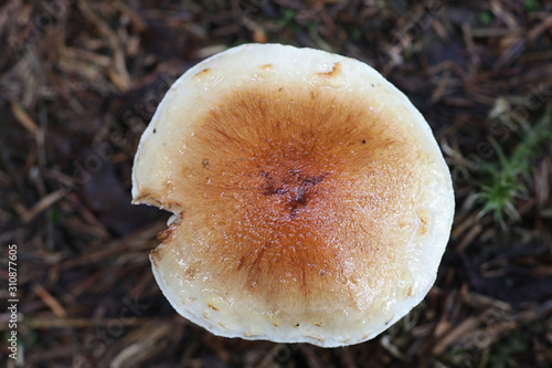 Pholiota lubrica, a  scalycap mushroom from Finland photo