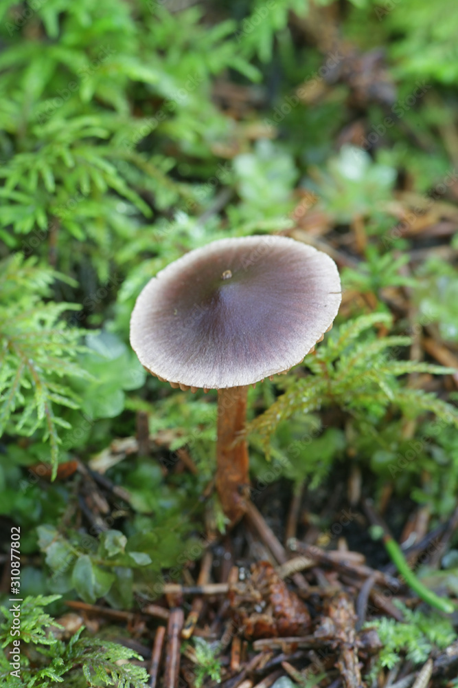 Cortinarius anthracinus, webcap mushrooms from Finland Cortinarius anthracinus, webcap mushrooms from Finland