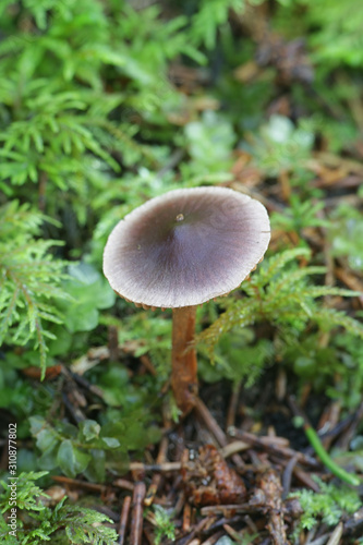 Cortinarius anthracinus, webcap mushrooms from Finland