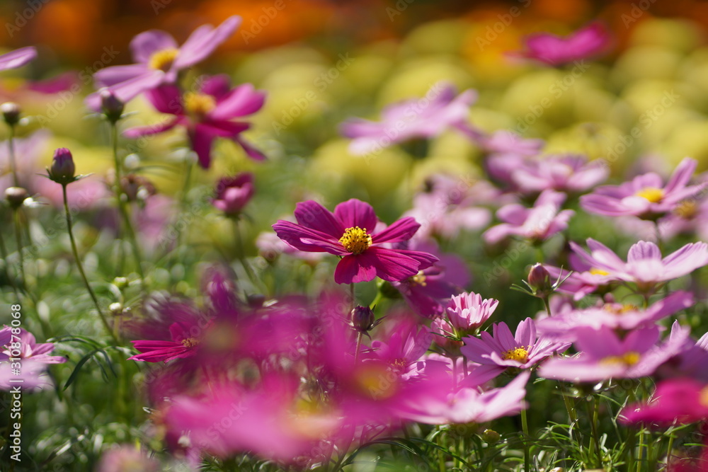 close up of cosmos flower and blurred background close up of cosmos flower and blurred background