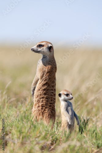 meercats playing in african savannah