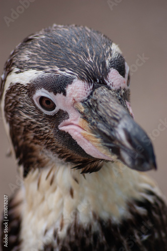 Penguin photo