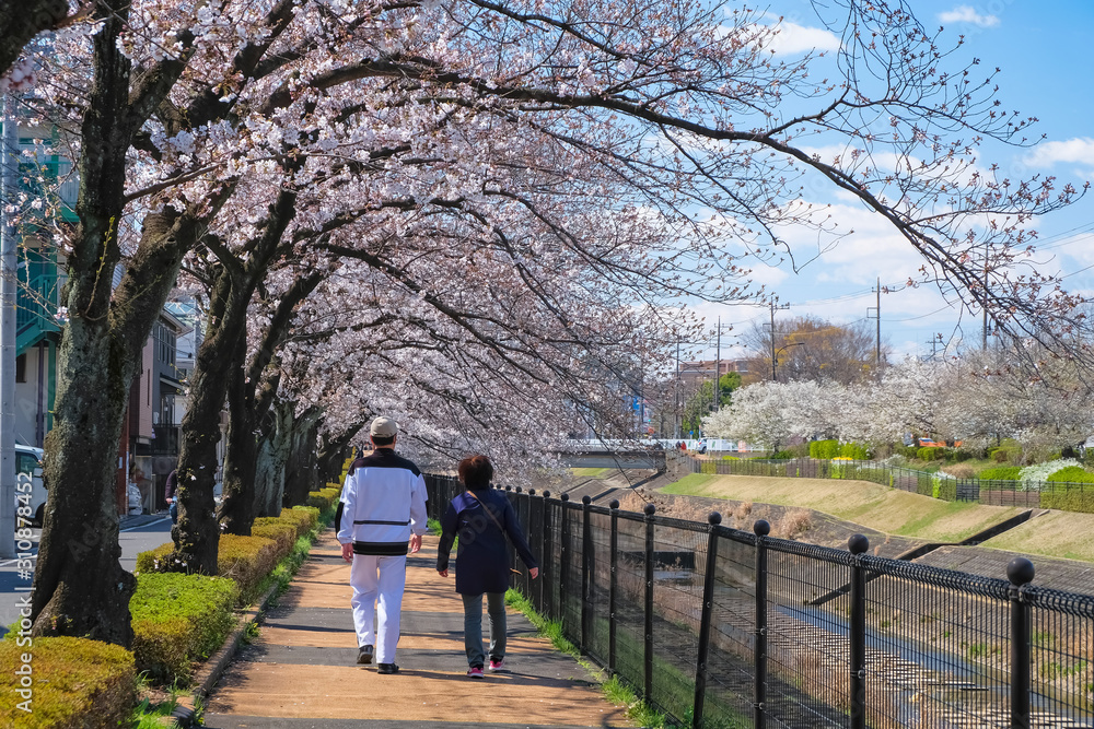 多摩市 桜の咲く乞田川