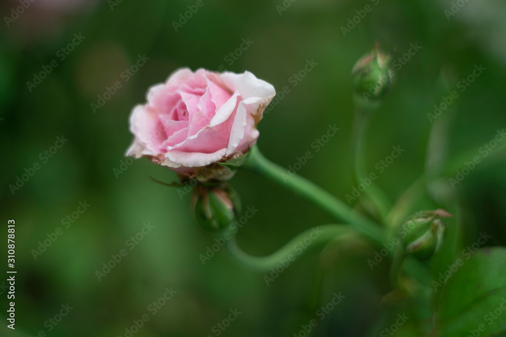 Single pink rose over green background
