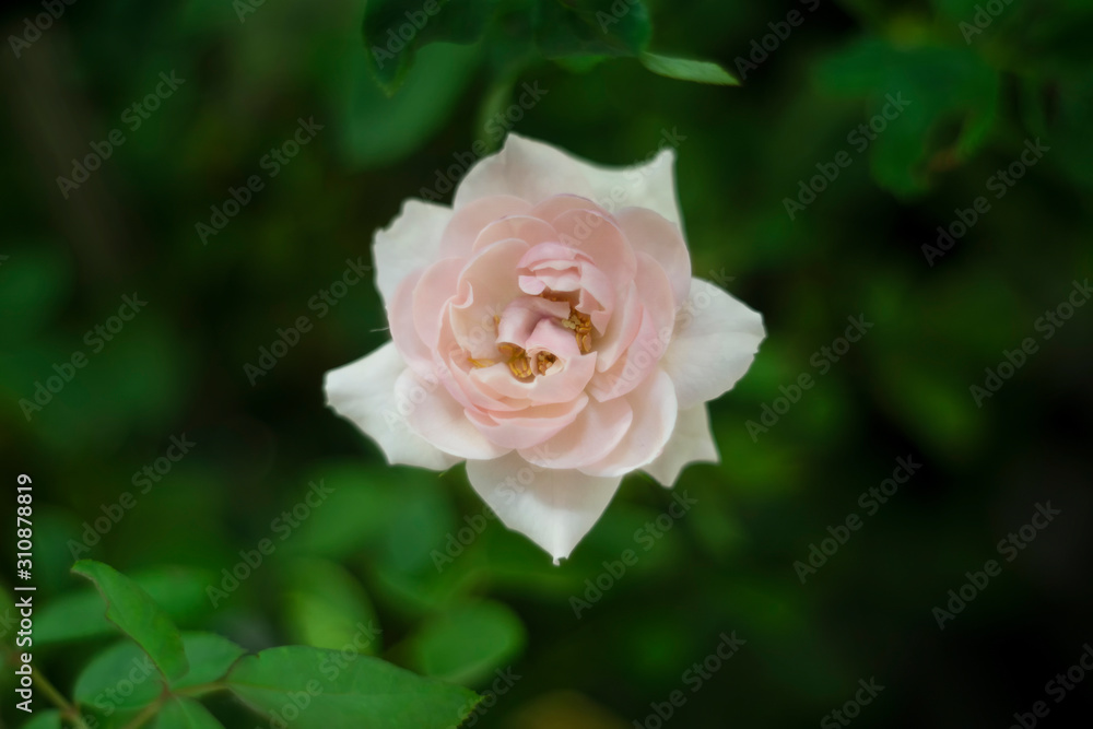 Single pink rose flower in as valentine background Single pink rose flower in as valentine background