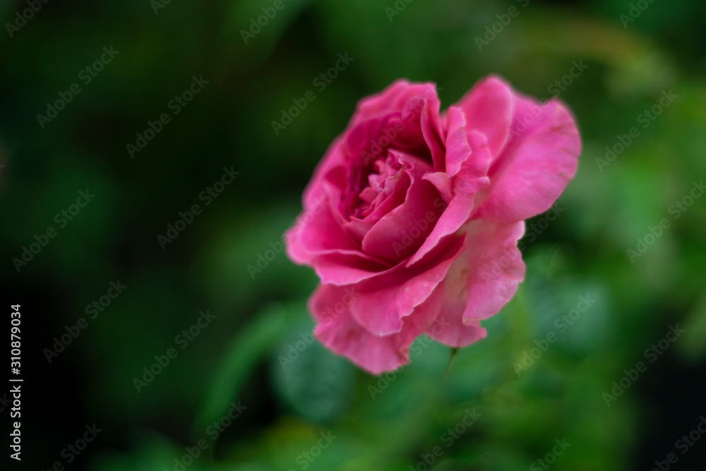 Single pink rose flower in as valentine background Single pink rose flower in as valentine background