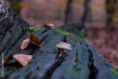 A small mushroom grows on a dead tree, a small mushroom on dead wood, moss, damp weather, autumn