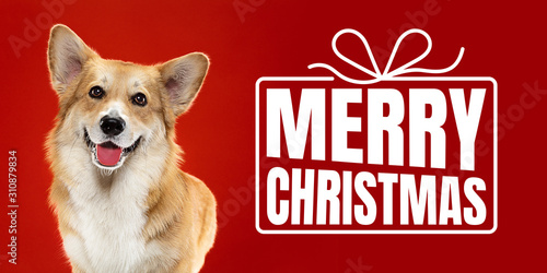 Young dog, puppy or pet isolated on red studio background wishes happy New Year and Merry Christmas. Concept of Christmas, 2020 New Year's, winter mood. Copyspace, flyer, postcard. Emotions, animals.