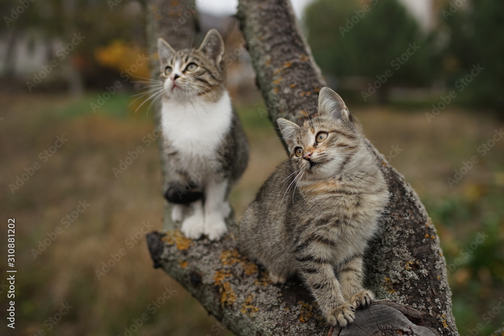 Cute gray kitten hunts or play on a tree branch. Cute gray kitten hunts or play on a tree branch.