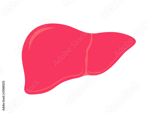 Liver. Isolated human organ. Medicine and Health