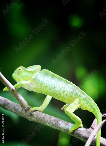 nice colorful chamelion on tree branch
