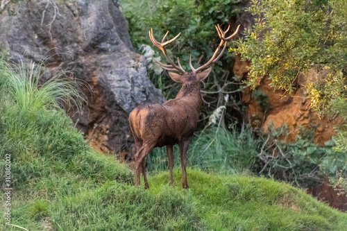 deer in a forest of Cantabria  Spain