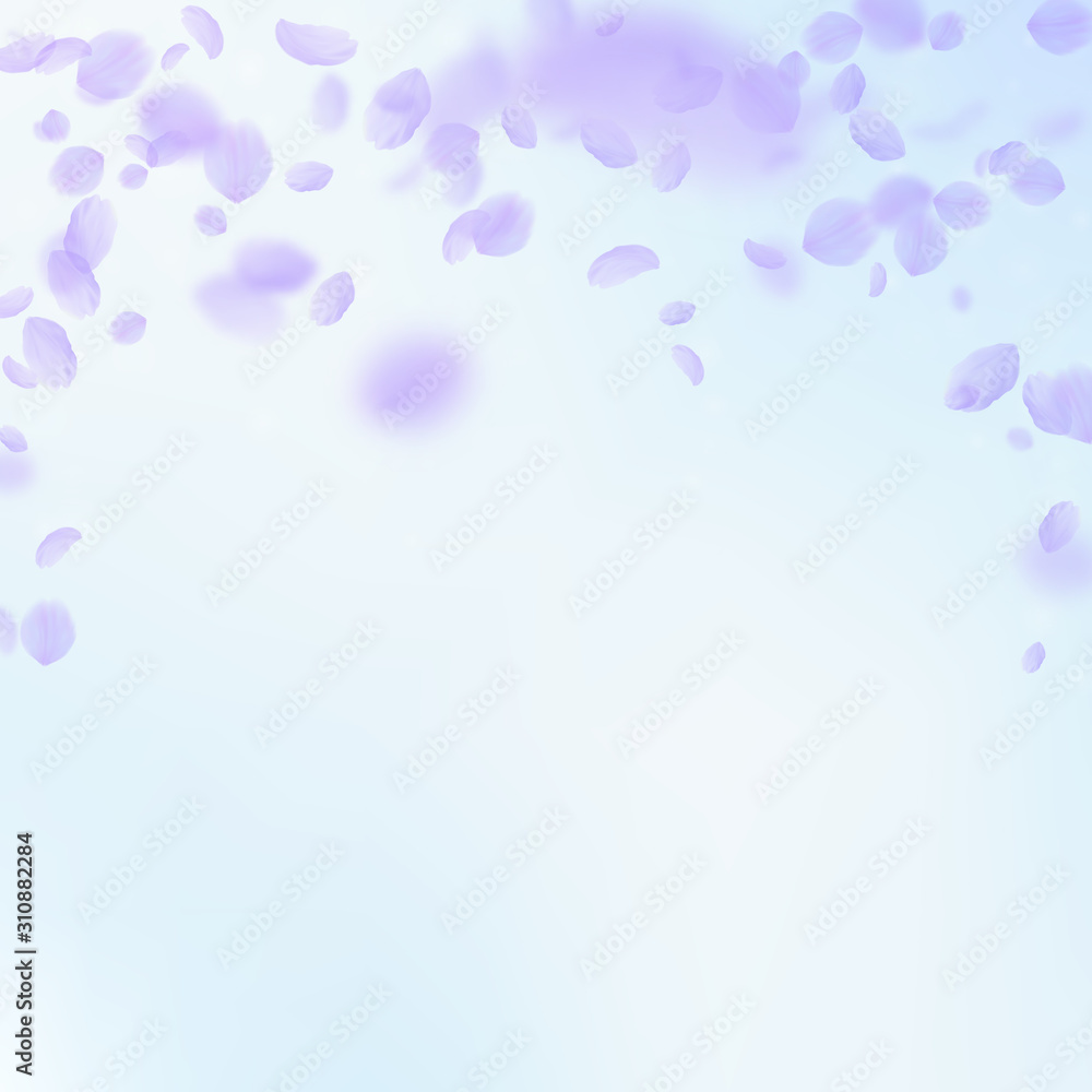 Violet flower petals falling down. Symmetrical rom Violet flower petals falling down. Symmetrical rom