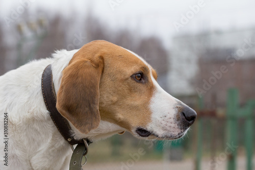 Cute russian hound in the autumn park. Close up. Pet animals.