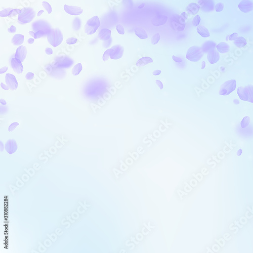 Violet flower petals falling down. Symmetrical rom