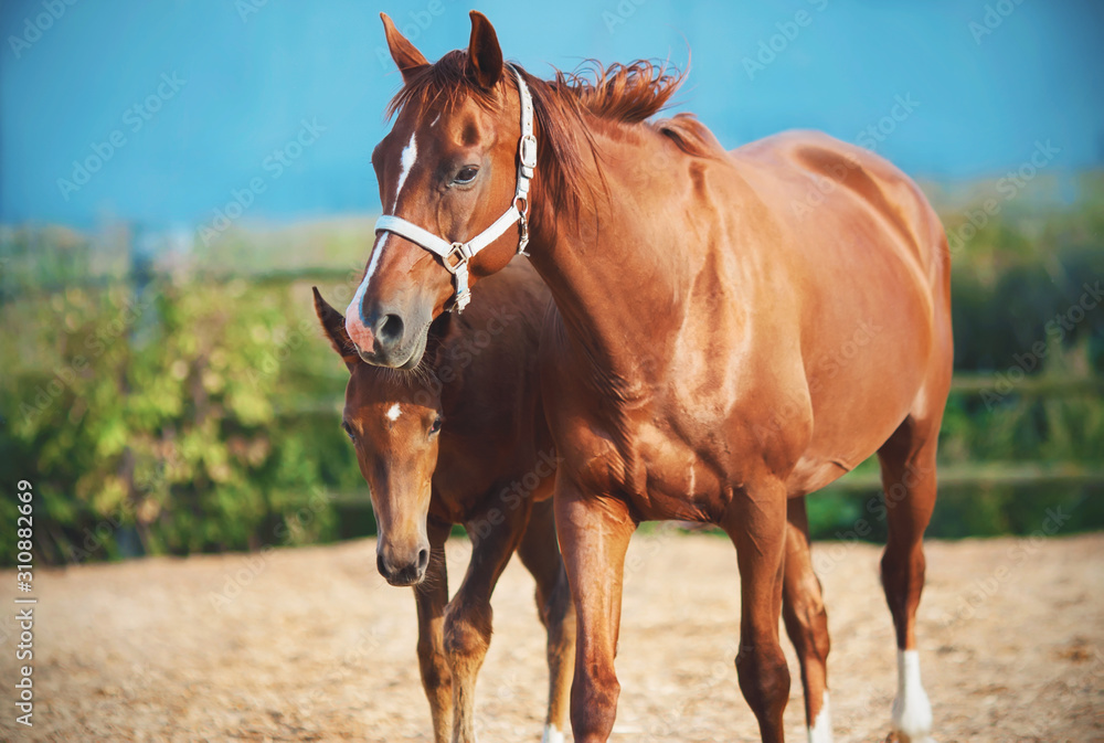 A sweet little shy colt walks with his mother in a sawdust paddock on a summer warm clear Sunny day.
