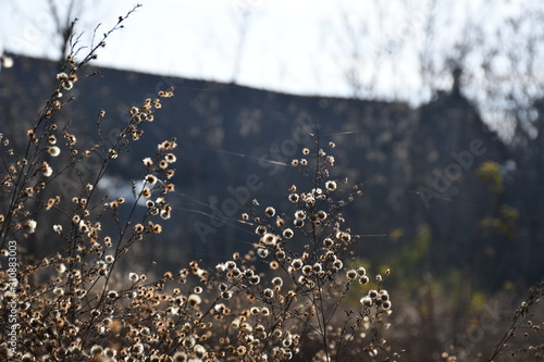 Medow flowers with farm in background 
