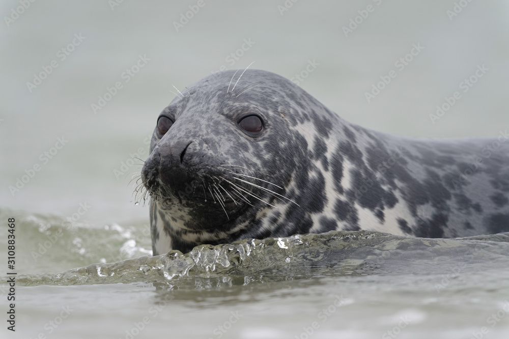 Fototapeta premium Schwimmende Kegelrobbe blickt auf Strand, Helgoland