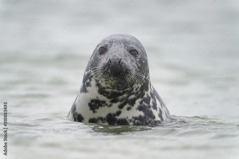 Fototapeta premium Schwimmende Kegelrobbe blickt auf Strand, Helgoland