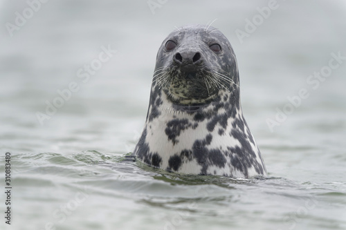 Schwimmende Kegelrobbe blickt auf Strand, Helgoland