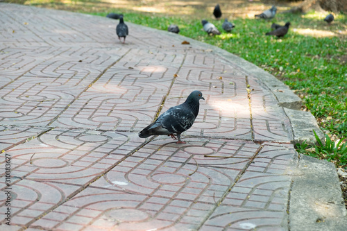 gray doves beautiful in the park. pigeon bird. olumba livia.