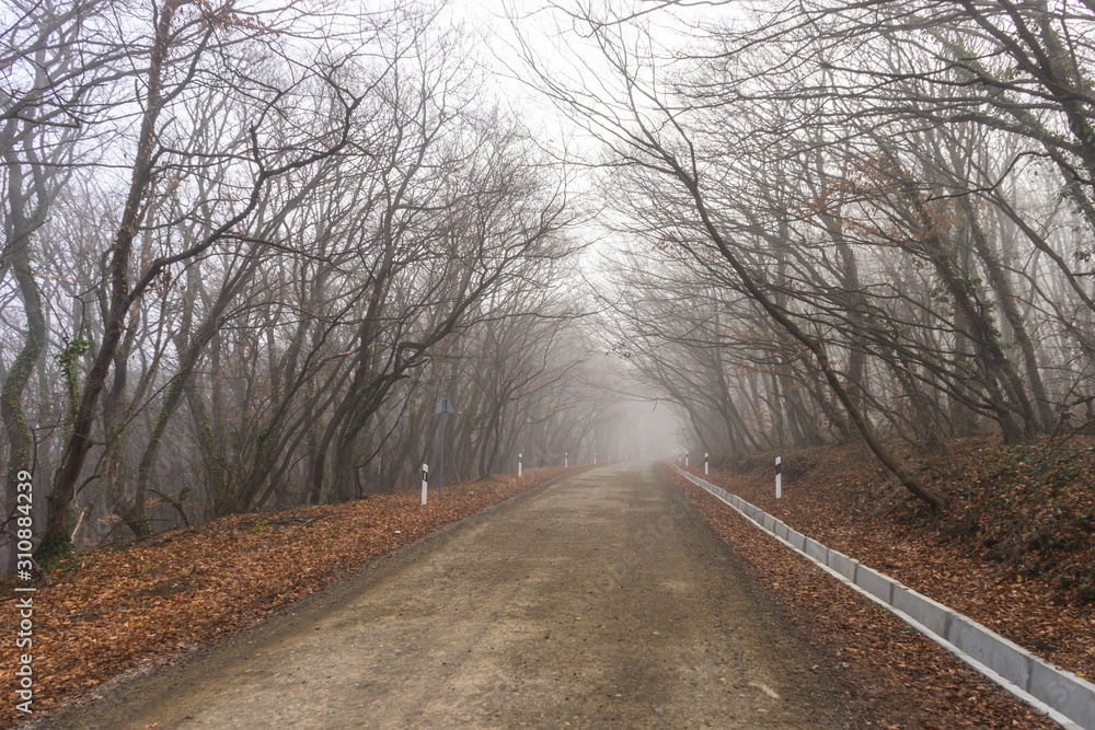 Fototapeta premium Fog in the forest