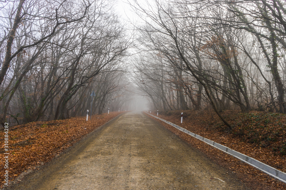 Obraz premium Fog in the forest