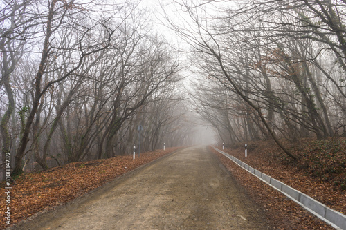 Fog in the forest